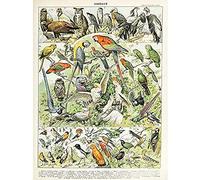 Artery8 Millot Encyclopedia Page Birds Parrots Vultures Unframed Wall Art Print Poster Home Decor Premium