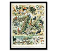 Artery8 Millot Encyclopedia Page Birds Peacock Chicken Art Print Framed Poster Wall Decor 12x16 inch