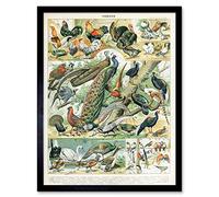 Artery8 Millot Encyclopedia Page Birds Peacock Chicken Art Print Framed Poster Wall Decor 12x16 inch