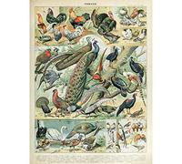 Artery8 Millot Encyclopedia Page Birds Peacock Chicken Premium Wall Art Canvas Print 18X24 Inch