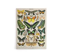 Artery8 Millot Encyclopedia Page Butterflies Canvas Wall Art Print | Size: W24" x H32" Artery8 Multicolor W24" x H32"