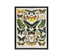 Artery8 Millot Encyclopedia Page Butterflies Framed Canvas Wall Art Print | Size: W12" x H16" Artery8 Multicolor W12" x H16"