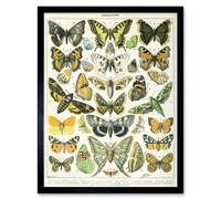 Artery8 Millot Encyclopedia Page Butterflies Moths 12x16" Framed Art Print | Size: W12" x H16" Artery8 Multicolor W12" x H16"