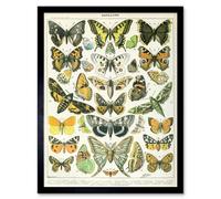 Artery8 Millot Encyclopedia Page Butterflies Moths Art Print Framed Poster Wall Decor 12x16 inch