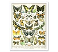 Artery8 Millot Encyclopedia Page Butterflies Moths Art Print Framed Poster Wall Decor 12x16 inch