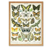 Artery8 Millot Encyclopedia Page Butterflies Moths Art Print Framed Poster Wall Decor 12x16 inch