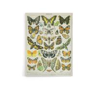 Artery8 Millot Encyclopedia Page Butterflies Moths Canvas Wall Art Print | Size: W12" x H16" Artery8 Multicolor W12" x H16"