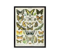 Artery8 Millot Encyclopedia Page Butterflies Moths Framed Canvas Wall Art Print | Size: W18" x H24" Artery8 Multicolor W18" x H24"