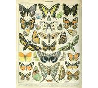 Artery8 Millot Encyclopedia Page Butterflies Moths Premium Wall Art Canvas Print 18X24 Inch