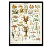 Artery8 Millot Encyclopedia Page Crustaceans Lobster 12x16" Framed Art Print | Size: W12" x H16" Artery8 Multicolor W12" x H16"