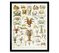Artery8 Millot Encyclopedia Page Crustaceans Lobster 12x16" Framed Art Print | Size: W12" x H16" Artery8 Multicolor W12" x H16"