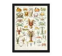 Artery8 Millot Encyclopedia Page Crustaceans Lobster Artwork Framed Wall Art Print 18X24 Inch