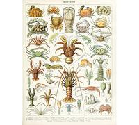 Artery8 Millot Encyclopedia Page Crustaceans Lobster Large Wall Art Poster Print Thick Paper 18X24 Inch