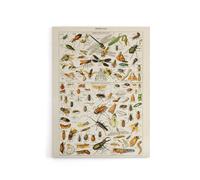 Artery8 Millot Encyclopedia Page Dragonfly Insects Canvas Wall Art Print | Size: W18" x H24" Artery8 Multicolor W18" x H24"