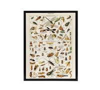 Artery8 Millot Encyclopedia Page Dragonfly Insects Framed Canvas Wall Art Print | Size: W12" x H16" Artery8 Multicolor W12" x H16"