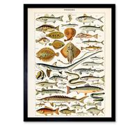 Artery8 Millot Encyclopedia Page Fish Shark Ray 12x16" Framed Wall Art | Size: W12" x H16" Artery8 Multicolor W12" x H16"