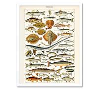 Artery8 Millot Encyclopedia Page Fish Shark Ray Art Print Framed Poster Wall Decor 12x16 inch