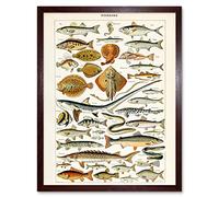 Artery8 Millot Encyclopedia Page Fish Shark Ray Art Print Framed Poster Wall Decor 12x16 inch