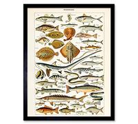 Artery8 Millot Encyclopedia Page Fish Shark Ray Art Print Framed Poster Wall Decor 12x16 inch
