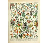 Artery8 Millot Encyclopedia Page Flowers Plants Art Print Canvas Premium Wall Decor Poster Mural