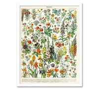 Artery8 Millot Encyclopedia Page Flowers Plants Art Print Framed Poster Wall Decor 12x16 inch