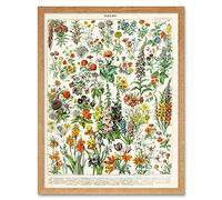Artery8 Millot Encyclopedia Page Flowers Plants Art Print Framed Poster Wall Decor 12x16 inch