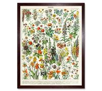 Artery8 Millot Encyclopedia Page Flowers Plants Art Print Framed Poster Wall Decor 12x16 inch