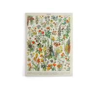 Artery8 Millot Encyclopedia Page Flowers Plants Canvas Wall Art Print | Size: W18" x H24" Artery8 Multicolor W18" x H24"