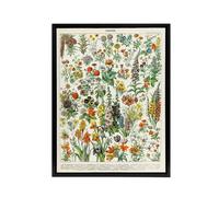 Artery8 Millot Encyclopedia Page Flowers Plants Framed Canvas Wall Art Print | Size: W24" x H32" Artery8 Multicolor W24" x H32"
