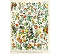Artery8 Millot Encyclopedia Page Flowers Plants Premium Wall Art Canvas Print 18X24 Inch