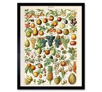 Artery8 Millot Encyclopedia Page Fruit Grape Pineapple 12x16" Framed Art Print | Size: W12" x H16" Artery8 Multicolor W12" x H16"