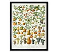 Artery8 Millot Encyclopedia Page Fruit Pear Grapes Art Print Framed Poster Wall Decor 12x16 inch