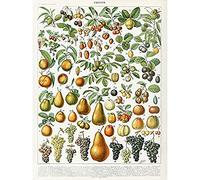 Artery8 Millot Encyclopedia Page Fruit Pear Grapes Art Print Canvas Premium Wall Decor Poster Mural