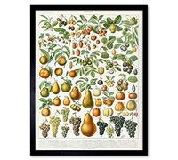 Artery8 Millot Encyclopedia Page Fruit Pear Grapes Art Print Framed Poster Wall Decor 12x16 inch