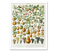Artery8 Millot Encyclopedia Page Fruit Pear Grapes Art Print Framed Poster Wall Decor 12x16 inch