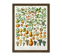 Artery8 Millot Encyclopedia Page Fruit Pear Grapes Artwork Framed Wall Art Print 18X24 Inch