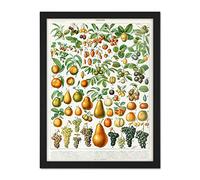 Artery8 Millot Encyclopedia Page Fruit Pear Grapes Artwork Framed Wall Art Print 18X24 Inch