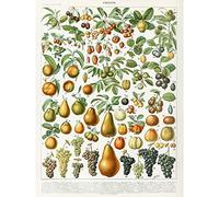 Artery8 Millot Encyclopedia Page Fruit Pear Grapes Large Wall Art Poster Print Thick Paper 18X24 Inch