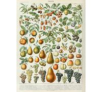 Artery8 Millot Encyclopedia Page Fruit Pear Grapes Premium Wall Art Canvas Print 18X24 Inch