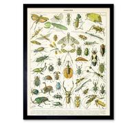 Artery8 Millot Encyclopedia Page Insects Beetles 12x16" Framed Wall Art Print | Size: W12" x H16" Artery8 Multicolor W12" x H16"