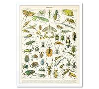 Artery8 Millot Encyclopedia Page Insects Beetles Art Print Framed Poster Wall Decor 12x16 inch