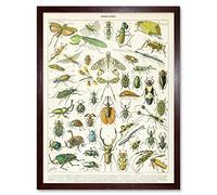 Artery8 Millot Encyclopedia Page Insects Beetles Art Print Framed Poster Wall Decor 12x16 inch