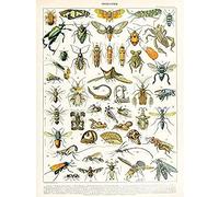 Artery8 Millot Encyclopedia Page Insects Cicada Art Print Canvas Premium Wall Decor Poster Mural
