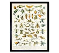 Artery8 Millot Encyclopedia Page Insects Cicada Art Print Framed Poster Wall Decor 12x16 inch