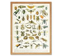 Artery8 Millot Encyclopedia Page Insects Cicada Art Print Framed Poster Wall Decor 12x16 inch