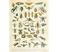 Artery8 Millot Encyclopedia Page Insects Cicada Premium Wall Art Canvas Print 18X24 Inch