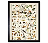 Artery8 Millot Encyclopedia Page Insects Dragonfly Art Print Framed Poster Wall Decor 12x16 inch
