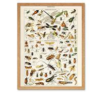 Artery8 Millot Encyclopedia Page Insects Dragonfly Art Print Framed Poster Wall Decor 12x16 inch