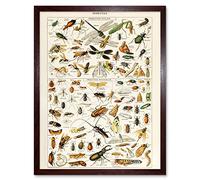 Artery8 Millot Encyclopedia Page Insects Dragonfly Art Print Framed Poster Wall Decor 12x16 inch