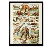 Artery8 Millot Encyclopedia Page Mammals Camel Giraffe 12x16" Framed Art Print | Size: W12" x H16" Artery8 Multicolor W12" x H16"